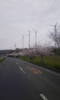 花見街道 2009/04/04 15:53:52