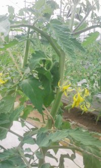 開花宣言 2009/04/09 14:27:24