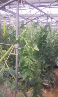 暑さで… 2009/05/11 13:59:50