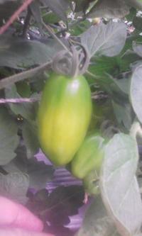 カミングスーンか？ 2009/06/02 23:59:24