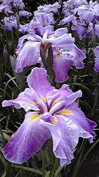 菖蒲のケッサク 2009/06/09 20:10:15