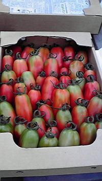 初出荷 2009/06/11 12:56:00