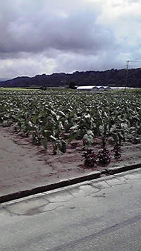 緑の大きな葉 2009/07/07 23:13:48