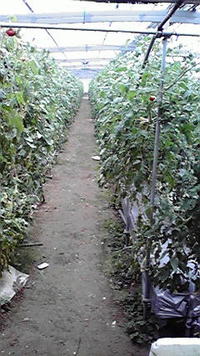 取りつくし 2009/07/08 23:08:23