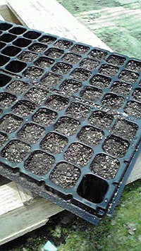 種まき 2009/07/12 16:37:12