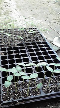 イタキューセット 2009/07/28 20:14:47