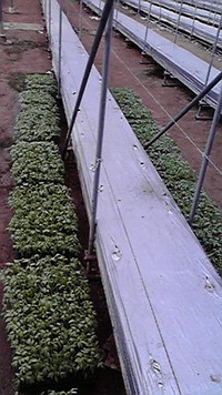 きたかチョーサン 2009/08/08 12:28:11