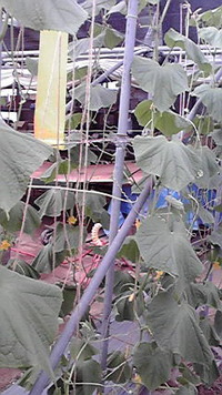 キューチャン日記 2009/08/31 20:20:34