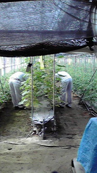 こっちも増量？ 2009/09/07 08:45:14