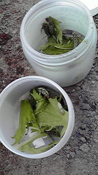 そんでもって… 2009/09/12 16:35:53