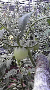 トマトの実が 2009/09/16 23:11:32