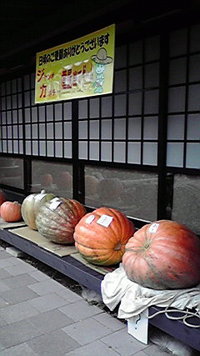 ジャンボかぼちゃ 2009/09/21 16:04:47