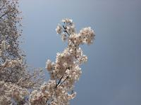 Cherry blossoms 2012