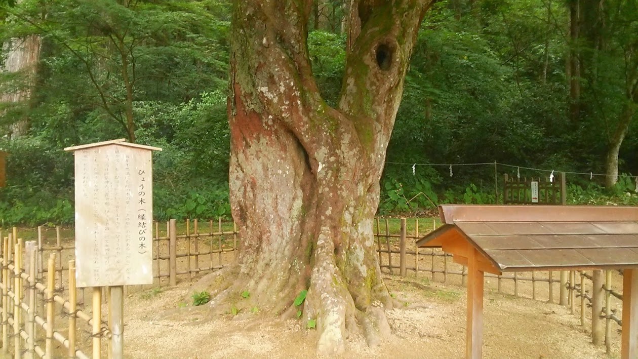小国神社の縁結びの木