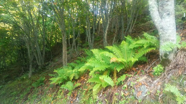 長野県の分杭峠へ行って参りましたが、凄いパワーです
