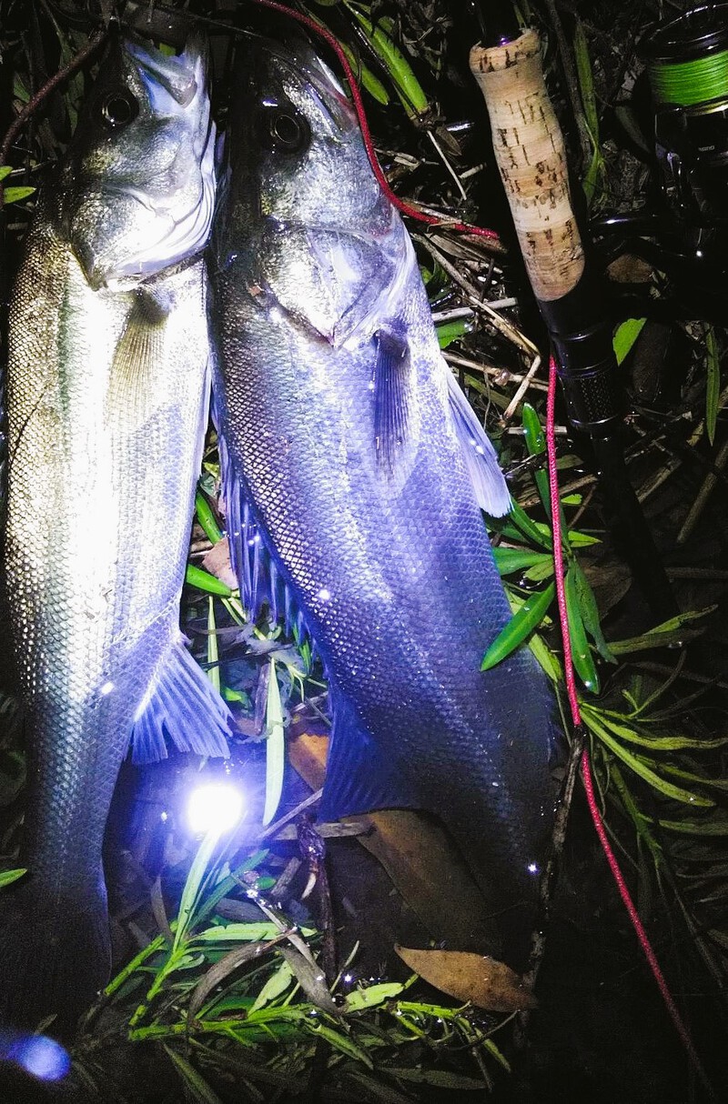 浜名湖！シーバスの釣果情報です！