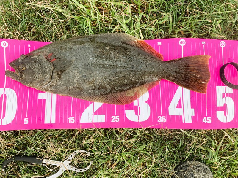 遠州サーフ！ヒラメの釣果情報です！