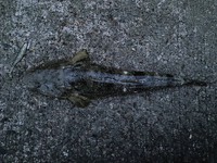 浜名湖！マゴチの釣果情報です！