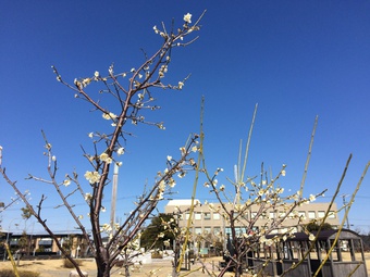 浅羽記念公園で「小さな春」を見つけました。