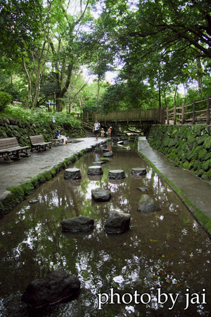 柿田川湧水公園　11
