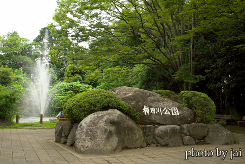 柿田川湧水公園  4