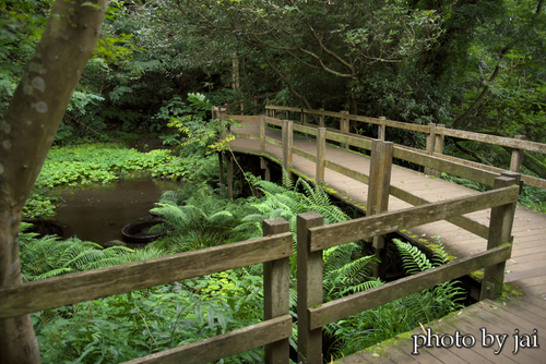 柿田川湧水公園　10