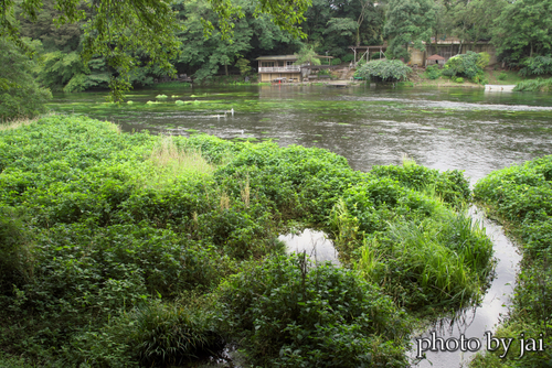柿田川湧水公園　8