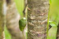 愛嬌のある虫