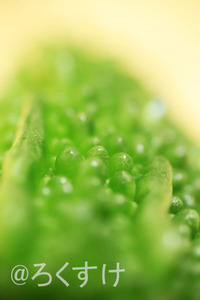 どこへも行かず～その十六、みずみずしい夏野菜～