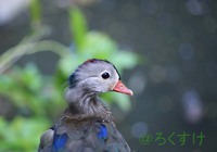 鳥っていいな
