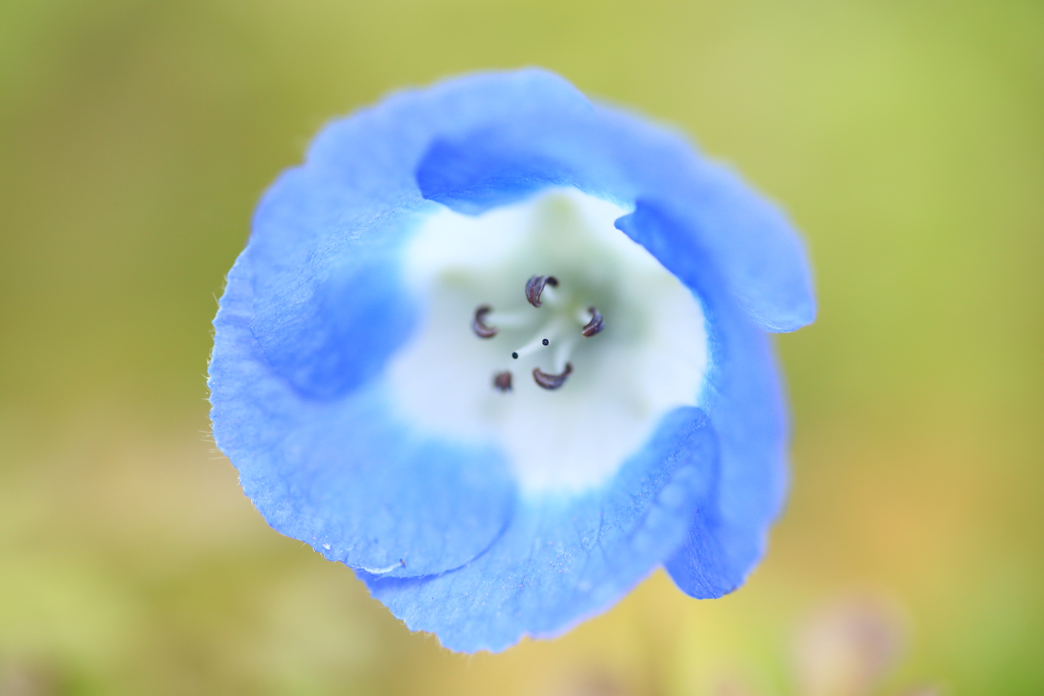 ブルーの花ネモフィラ 旧 袋井市写真クラブ