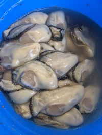 浜名湖牡蠣 2013/12/10 19:02:55