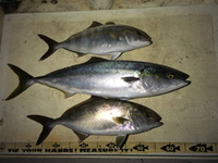 浜名湖沖 2015/11/05 18:39:15