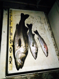 浜名湖シーバス 2014/11/04 19:19:44