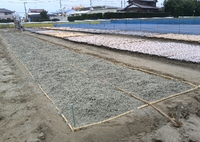 玉ねぎの種まき