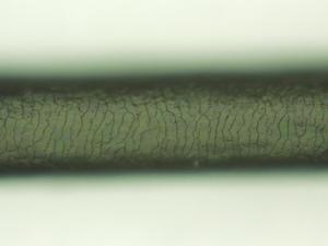 シリコン画像