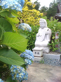 華の寺 本勝寺 アジサイ情報