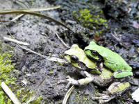 雨の中の発見、、ちょいムカつくけど 2010/06/09 09:27:27
