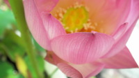 これが最後の開花状況かな？