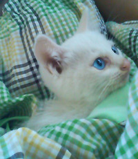 猫拾いましたno.２