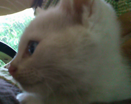 猫拾いましたno.２
