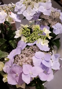 梅雨先取り。 2019/02/18 23:59:27