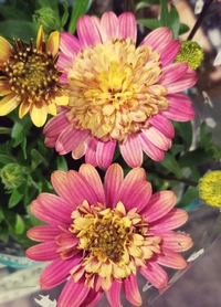 ダブル咲きで豪華。 2019/02/11 22:11:45
