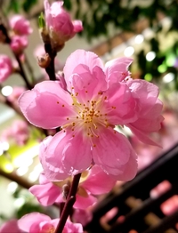 桃源郷。 2019/02/07 23:24:02