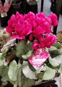 自然の芳香剤。 2019/02/09 23:32:43