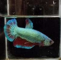 体育会系ベタ。 2019/02/27 01:21:44