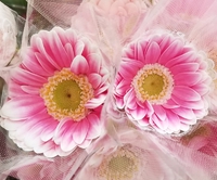 お花が無料キャンペーン。 2019/03/09 23:12:46