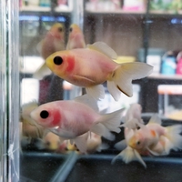 スキ☆キライ・・・スキ。 2019/02/14 23:59:17