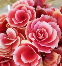 薔薇じゃないけど薔薇っぽい。 2019/01/29 20:04:53