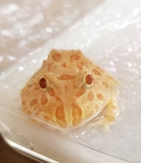しっとり系。 2019/01/28 17:46:03